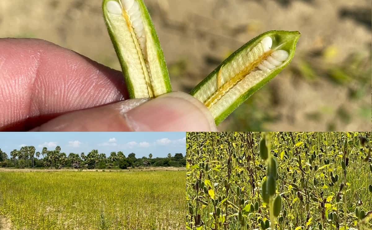莢に収まった状態の胡麻の実（上）。ミャンマーの胡麻畑とそこで実る胡麻（下）