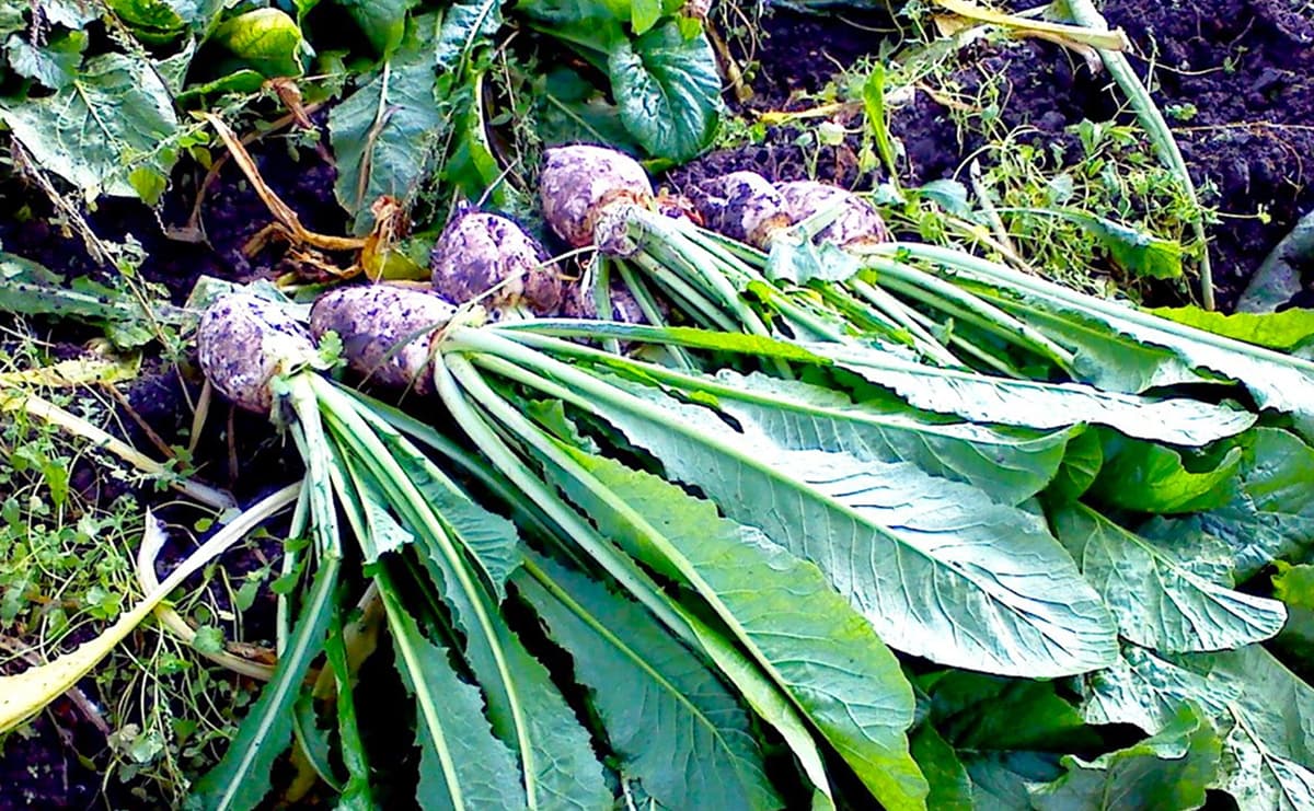 京野菜の一つ「すぐき菜」