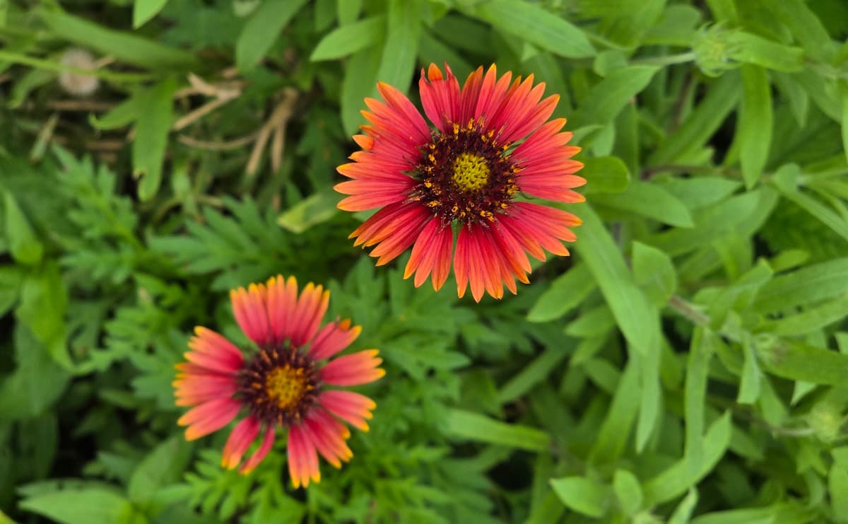 園内には色とりどりの花が咲き誇る