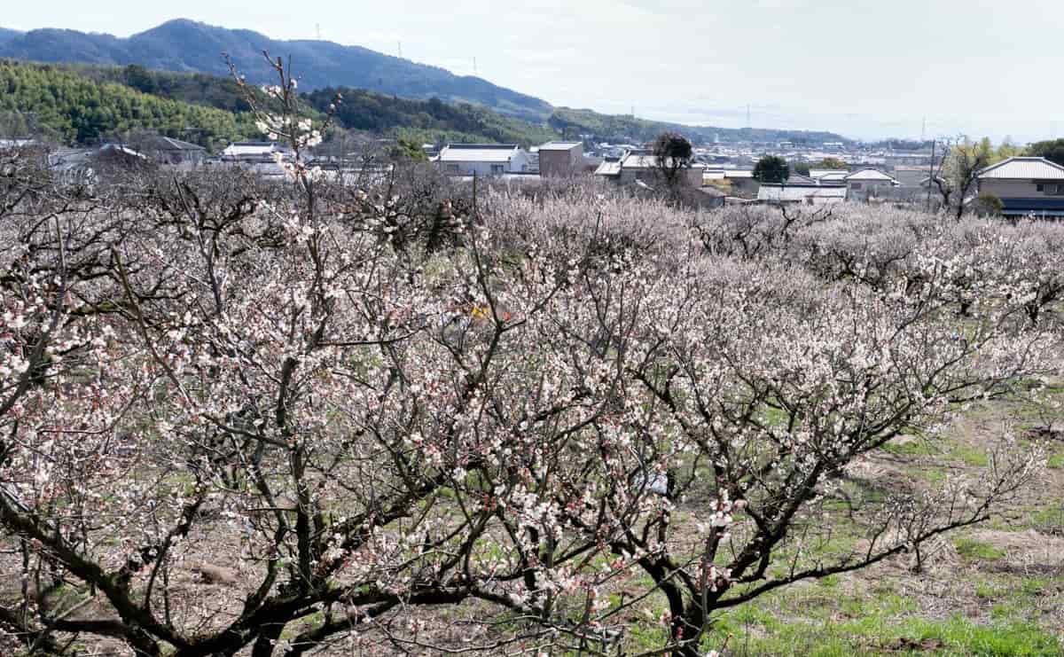 盛花時期の青谷梅林