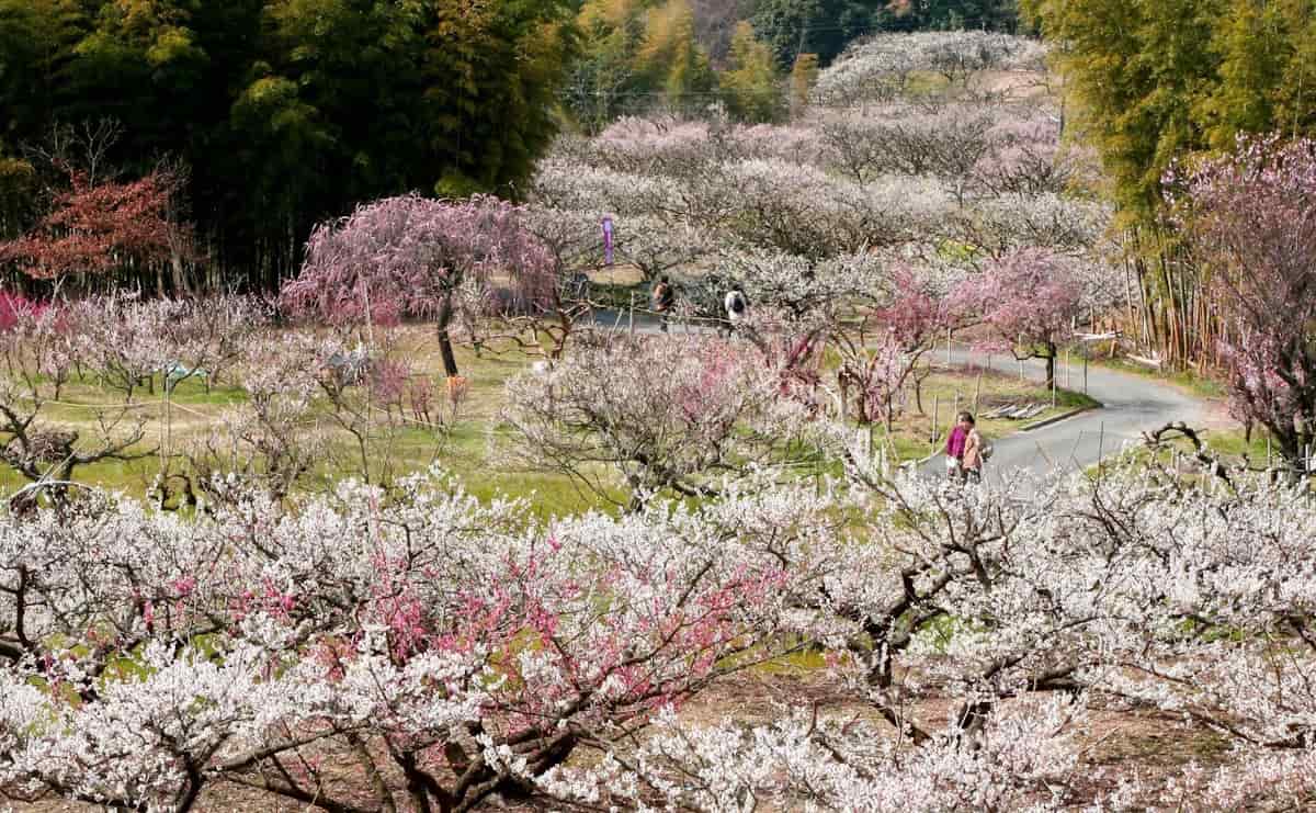 「梅まつり」の頃の青谷梅林