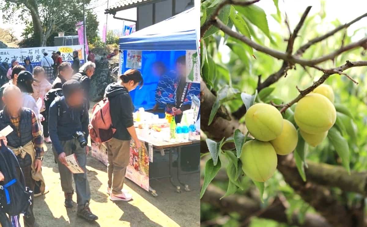 青谷梅林梅まつりにて。2026年の開催は2月28日から3月15日を予定。売店の営業は10時から15時。写真右：城陽市特産の梅「城州白（じょうしゅうはく）。肉厚で桃のような香りが特長〔写真提供：城陽市〕