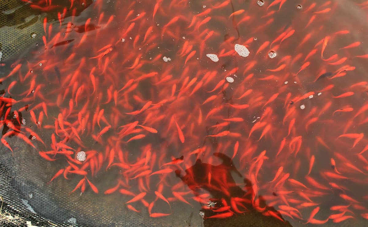 大和郡山名産の金魚「ワキン」