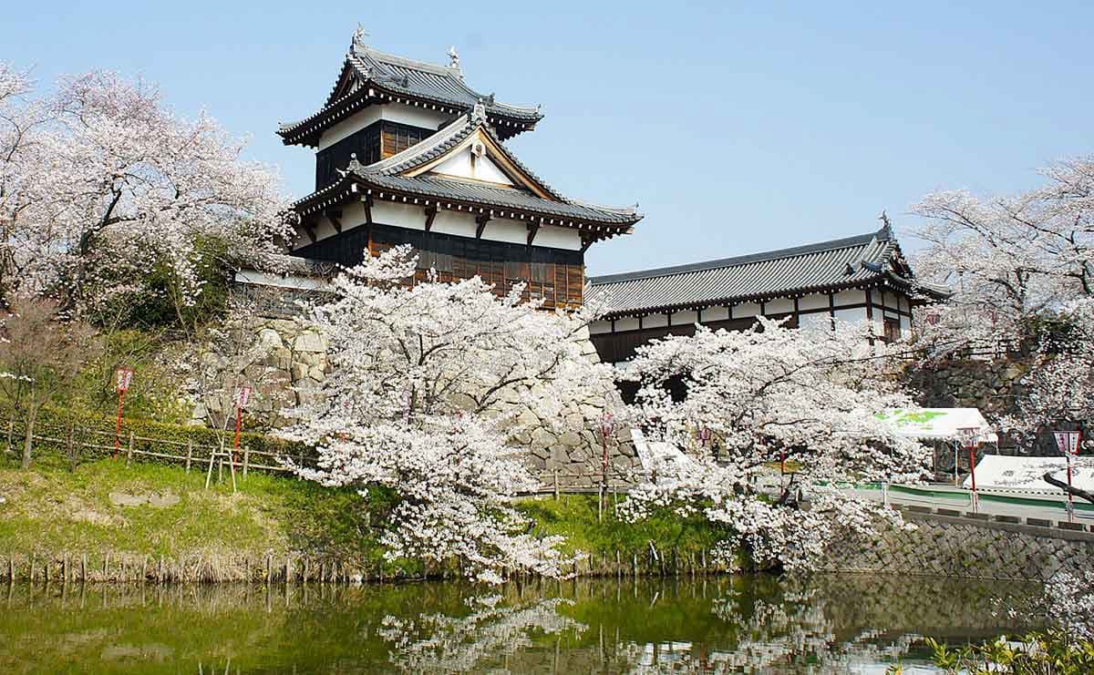 豊臣秀長が築いた城とも関わる、大和郡山名産の金魚