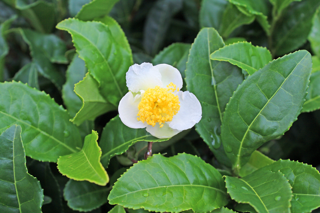 お茶の花