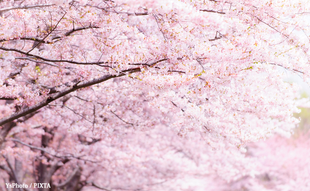 江戸時代の桜と花見は？